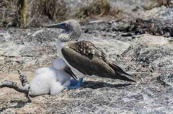 Piquero de Patas Azules - isla Seymour Norte - islas Galápagos - Ecuador 14.jpg